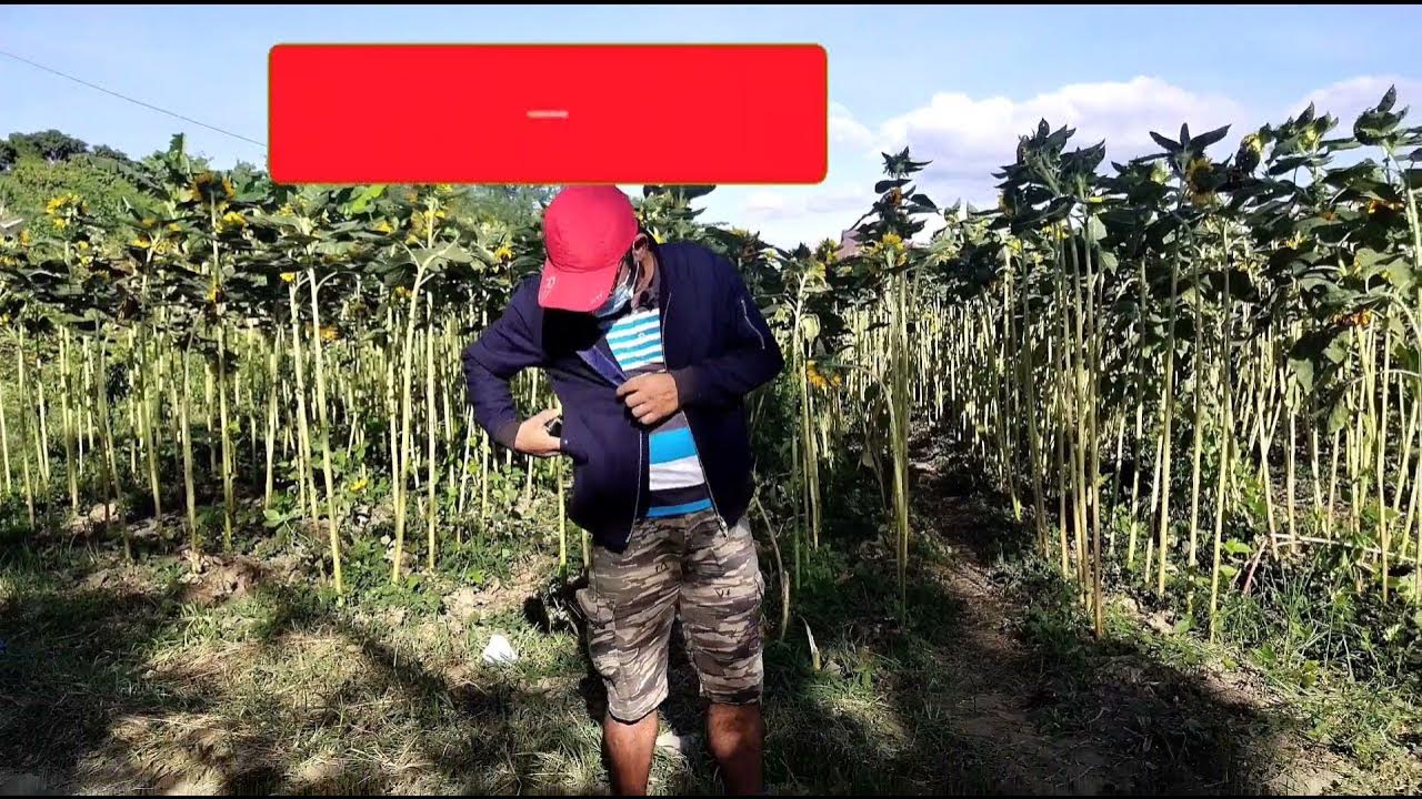 Sunflower Farm sa Brgy. Cupang Arayat Pampanga YouTube