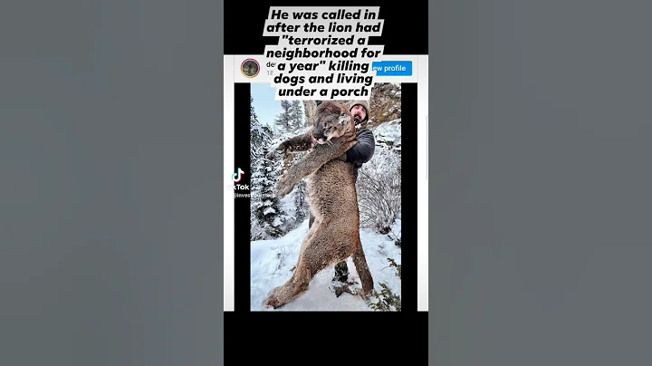 Huge Mountain Lion Killed in Colorado! #shorts