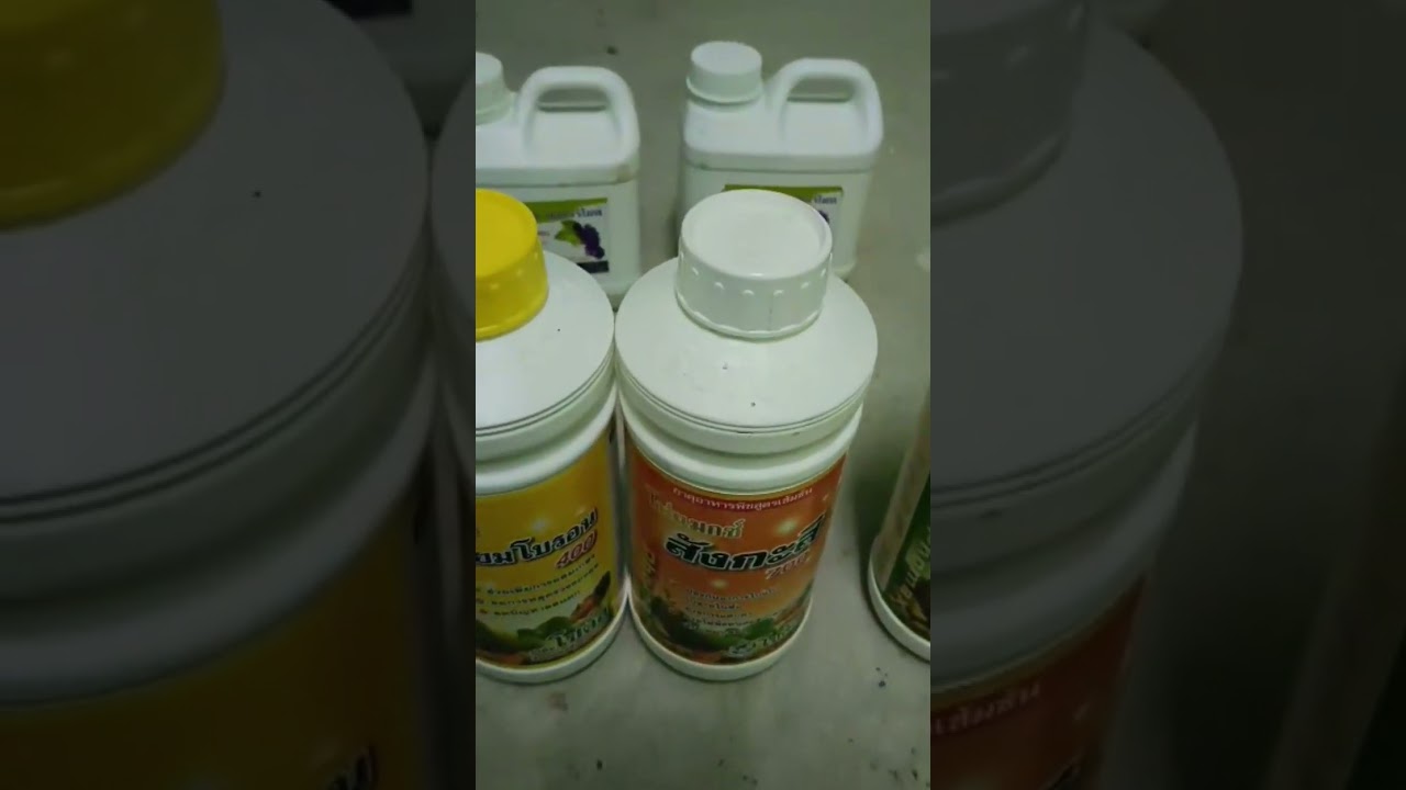 องุ่นปลูกใหม่ เดินปุ๋ยทางดิน  ทางใบ และงานพ่นป้องกัน..