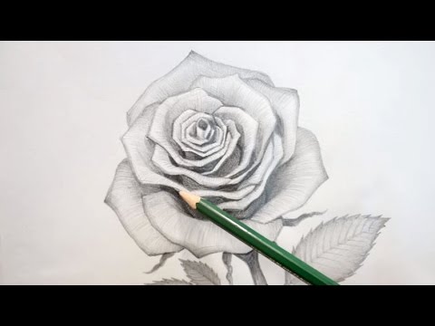 How to Draw an Open Rose (Shading Tutorial with HB, H, 2H Pencil) - YouTube