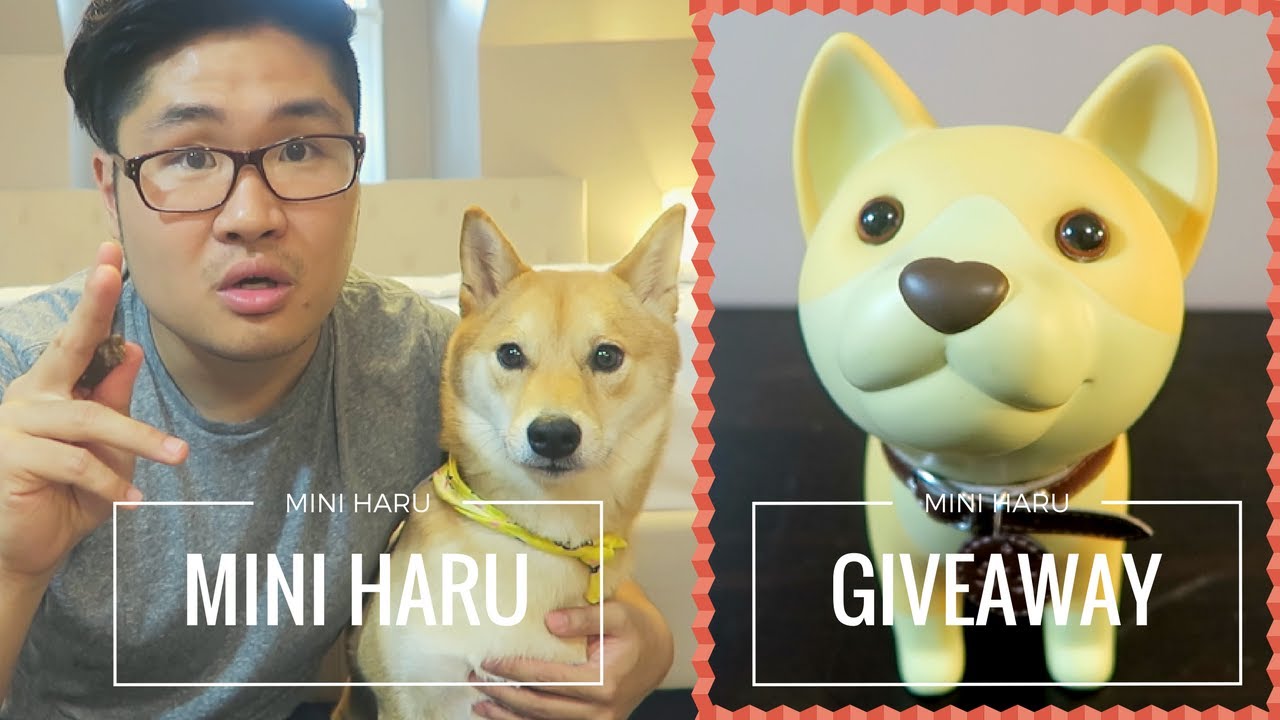 Giveawaycontest Mini Haru The Shiba Inu