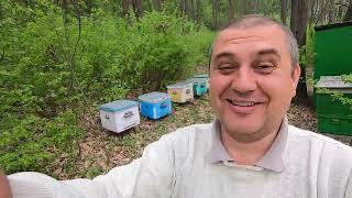 ✅ Тяжелые будни пчеловода на кочевке в лесу! #ПЧЕЛОВОДСТВО4