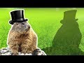 Groundhog Quiz