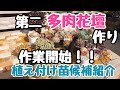 【多肉花壇】第ニの多肉花壇作り作業開始！植え付け苗の候補ご紹介します！