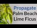 How to propagate palm beach lime ficus