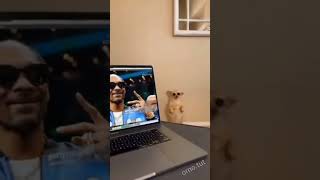 funny Dog photo shoot 😍😍 funny Dog photo shoot 😍😍