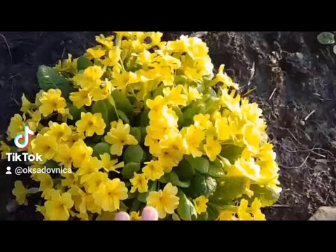 Video: Clematis augi rudenim - padomi vēlu ziedošu klematisu augu audzēšanai