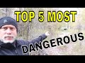 TOP 5 MOST DANGEROUS ANIMALS  that you need to be aware of while HIKING !!!