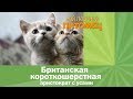 Британские кошки