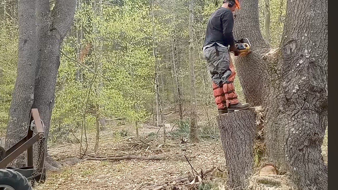 Dangerous Tree Felling Doodlebug Logging - YouTube