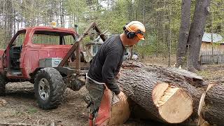 Dangerous Tree Felling Doodlebug Logging