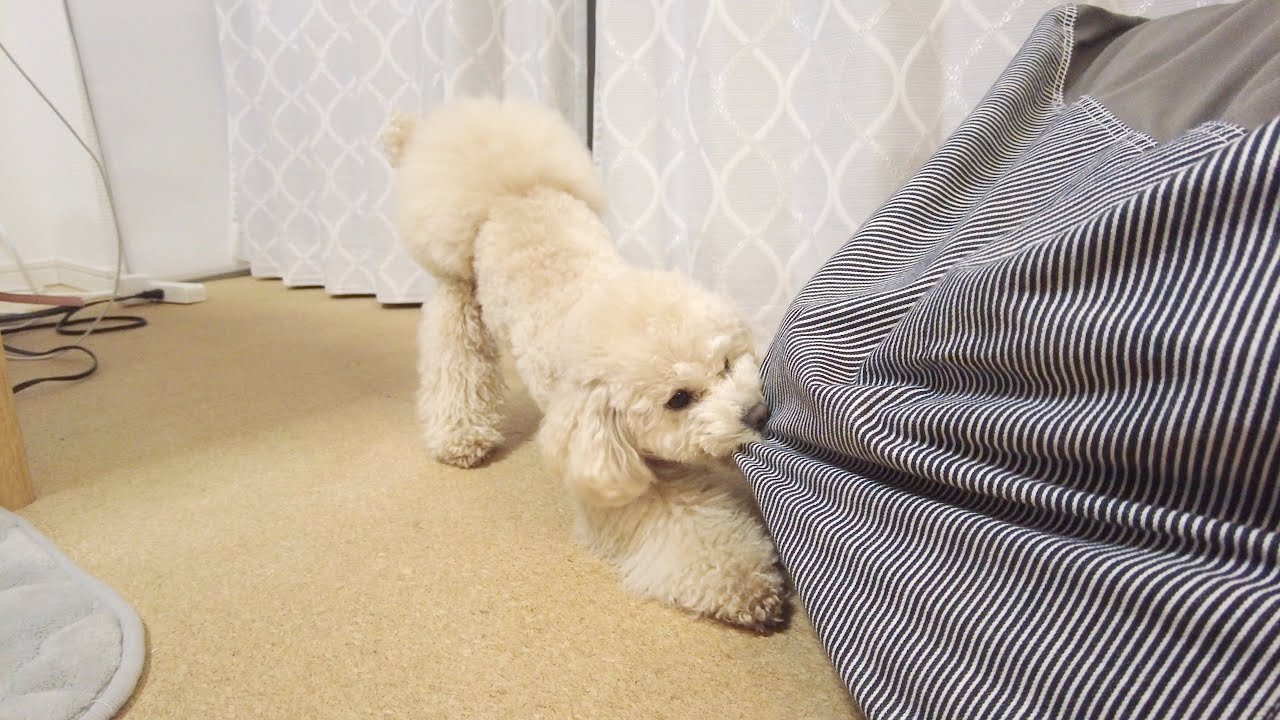 悲報 人も犬もダメにするソファーが破壊神に トイプードル Youtube