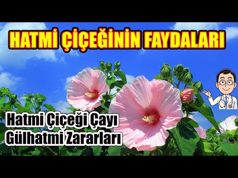 Video: Malvaceae ailesi: açıklama, ana özellikler, fotoğraf