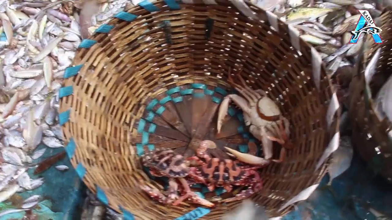 Rodrigues Octopus Traditional Octopus Fishing in Rodrigues - YouTube