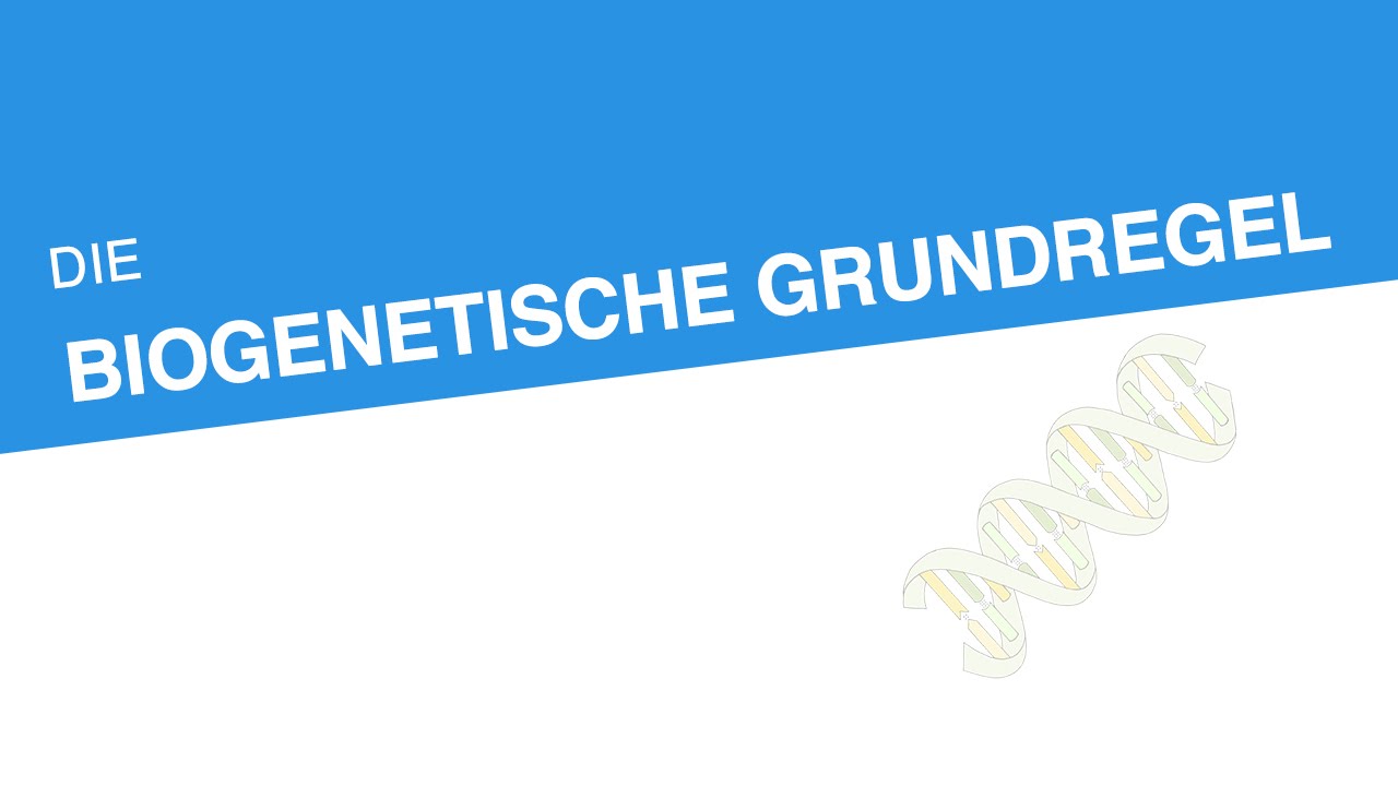 Die Biogenetische Grundregel Biologie Genetik Und Entwicklungsbiologie Youtube