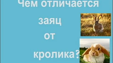Чем отличается заяц от кролика?