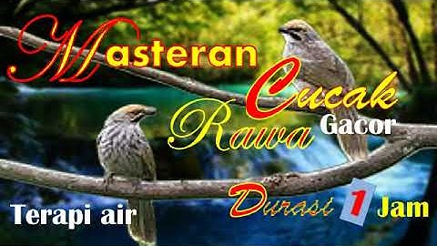 Masteran Cucak Rawa Gacor dengan Terapi Air |#kicauburung #kicau #cucakrawa #terapiair