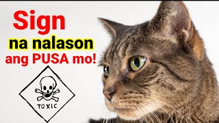 Paano malalaman kung nalason ang pusa ko? Dapat Gawin Kapag Nalason ang Pusa Mo!