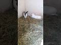 minivlog(300)#बग्वाल#उत्तराखंड#rabbits#trendingshorts#viral#cholle#chawal#pets#subscribe