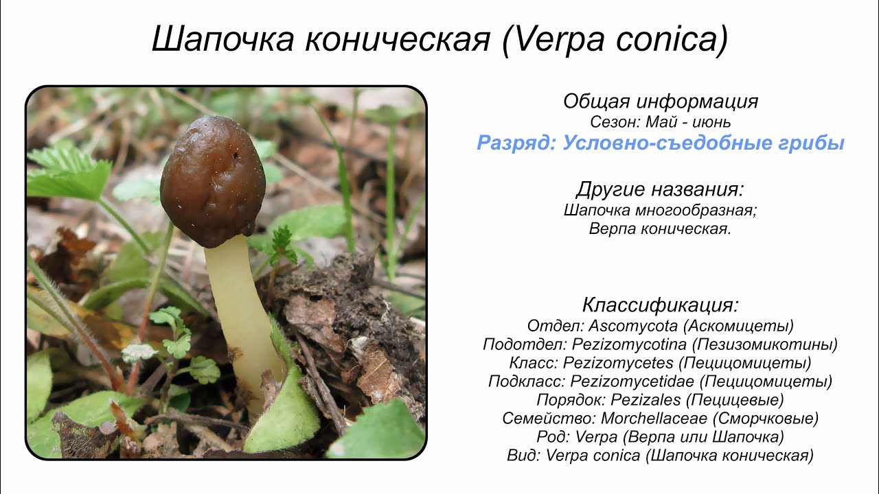 Шапочка коническая (Verpa conica)