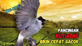 Download lagu Suara Burung Kutilang Gacor Garuda Paling Ampuh Untuk Masteran Dan Pikat