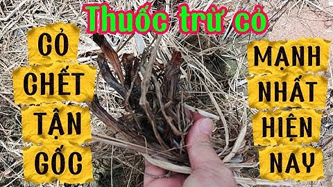Thuốc trừ cỏ mạnh nhất hiện nay.chết tận gốc rễ| Vtnn Khá Sang.