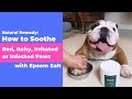 Soothing Dog Paw Allergies and Infections with Epsom Salt: A Comprehensive Guide