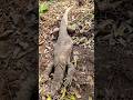 The Big Indian Monitor Lizard Udumu Hunting Viral Video Lizard