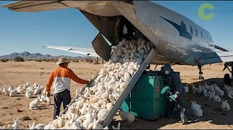 الصين نشرة مليون ارنب في الصحراء وما حدث صدم العالم