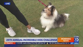 Puring Pro Challenge brings dogs from across California for competition