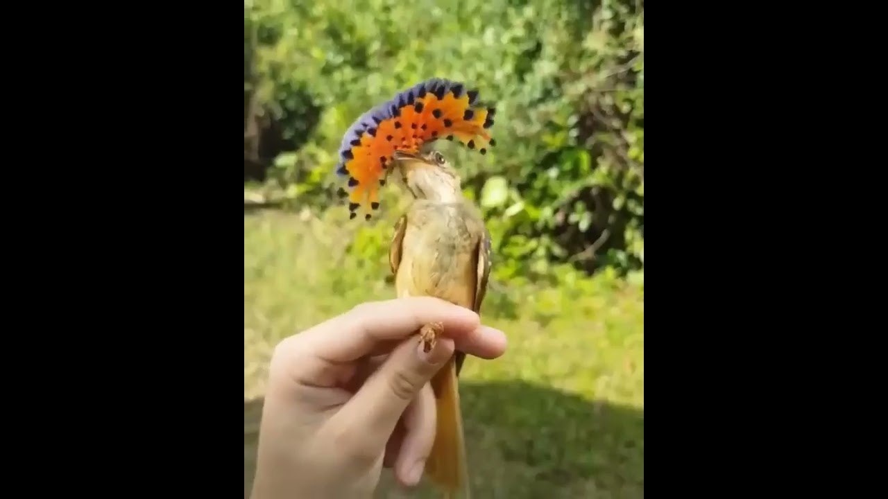 the most beautiful hoopoe 🐝