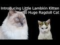 How a Lambkin kitten becomes best friends with a Huge Ragdoll cat | 5 days in 10 minutes