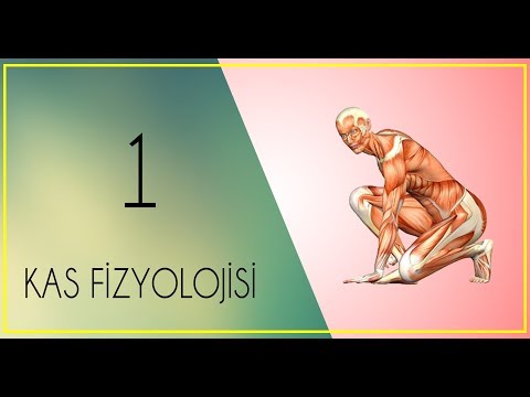 FİZYOLOJİ DERS NOTLARI #2(PART 1)Kas çeşitleri,iskelet kasının yapısı,kayan flamentler teorisi.