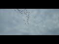 Canadian Geese in formation