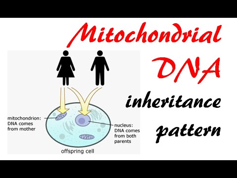 ভিডিও: Biparental উত্তরাধিকার কি?