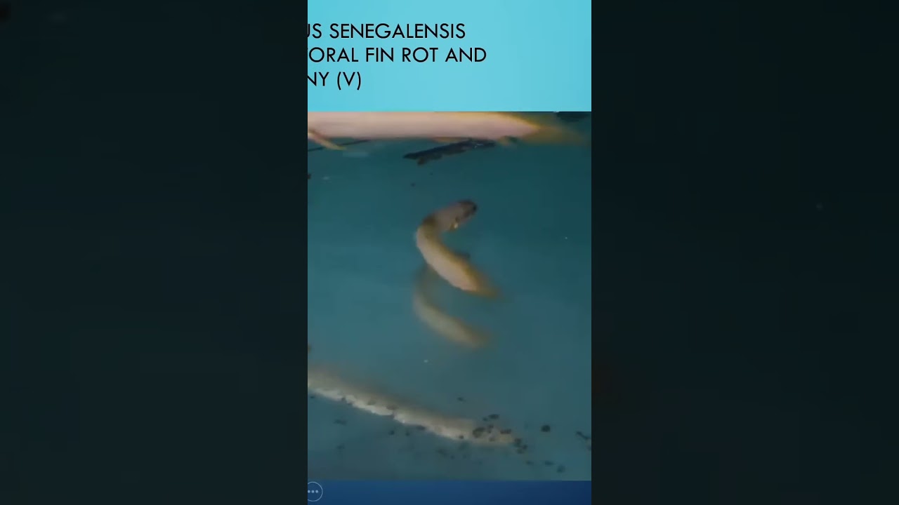 Sick fish Polypterus. See link complete video.  #fishdisease