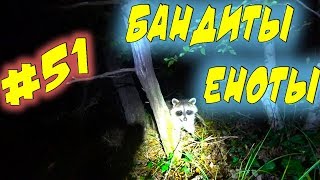 ??Ночью пришли бандиты еноты / дикие еноты полоскуны в природе и КОТ :)