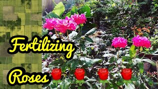 Fertilizing Roses After Monsoons. Barish Rukne k baad Rose ko Fertilizer Konsa de