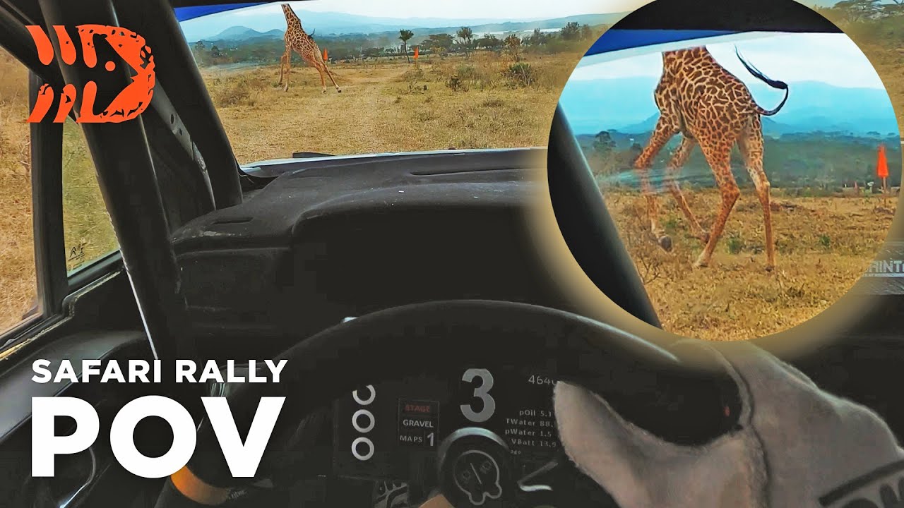 GIRAFFE ON THE STAGE! Safari Rally POV Helmet Cam 4K - Sean Johnston
