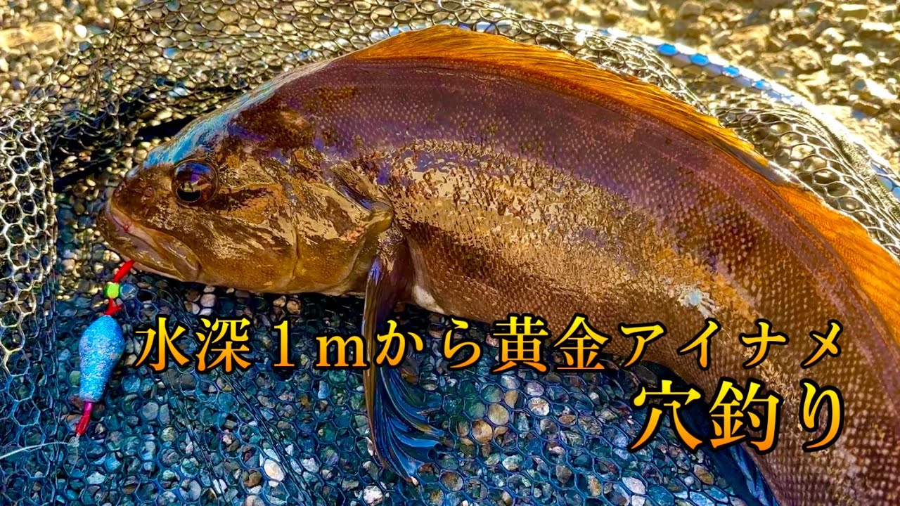 【穴釣り】水深１メートルの穴から巨大黄金アイナメを釣る。