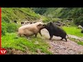 Look What Happened When This Boar Attacked Pig