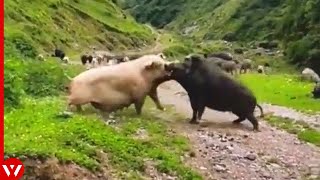 Look What Happened When This Boar Attacked Pig