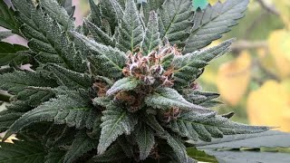 Gewächshaus Update Special Queen 1, Bonsai Ernte wiegen, Erde inspizieren