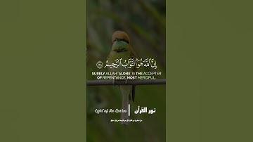 آيات تتلى فتحيي القلوب الميتة - لحظة صفاء مع كتاب الله