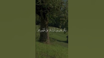 مقتطفات من سورة الأنعام بصوت الشيخ محمد أيوب 🎧🤍 #اكسبلور #القران_الكريم  #القرآن_حياة #محمد_ايوب