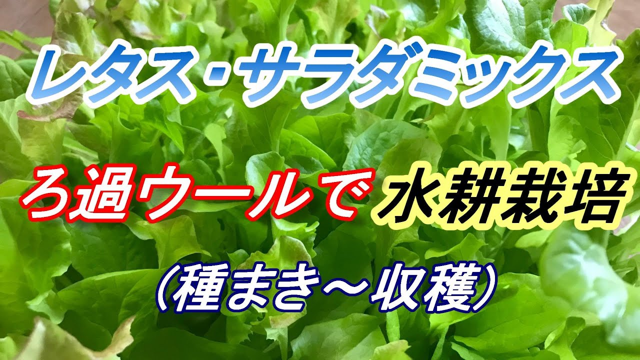 レタス サラダミックス 種まき 収穫 ろ過ウールで 水耕栽培 Youtube