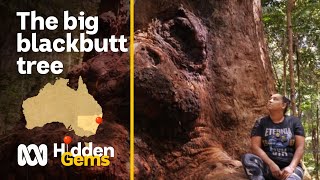 Survival of Australia's iconic, giant & legendary blackbutt trees | Hidden Gems #4 | ABC Australia