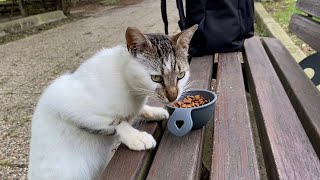 Cute beautiful Cats living in the park. They were very hungry, I gave them food. ❤ by World of Sweet Cats 48 views 4 days ago 2 minutes, 2 seconds