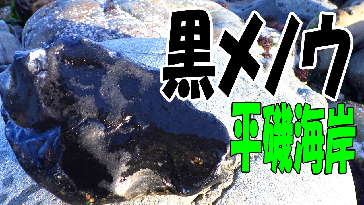 黒メノウがいっぱい‼【茨城県 ひたちなか市･平磯海岸】漆黒のブラックカルセドニー発見！