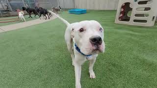 Unleashed Playgroup At CCAS ~ Friday, April 8, 2022 by Friends of the Cuyahoga County Animal Shelter 719 views 2 years ago 9 minutes, 57 seconds